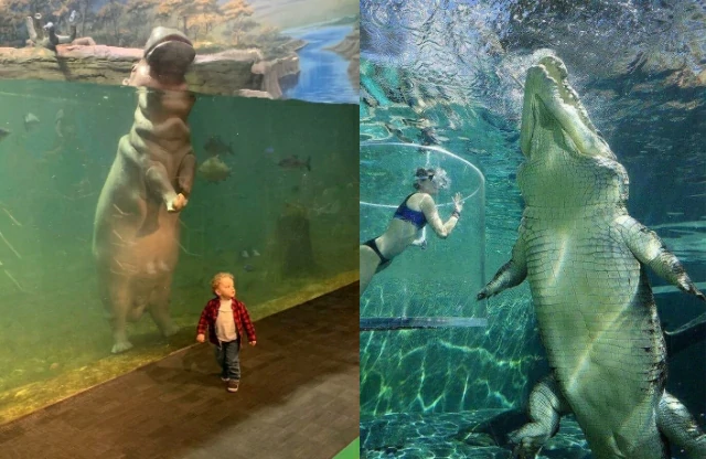 40+ animals you didn't know were so huge