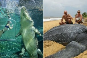 40+ animals you didn't know were so huge