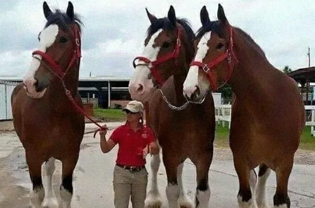 40+ animals you didn't know were so huge