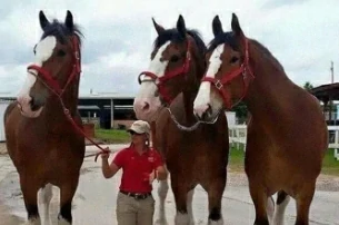 40+ animals you didn't know were so huge