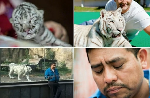 Tiger reunites with the zookeeper after 5 years. See the tiger’s reaction!