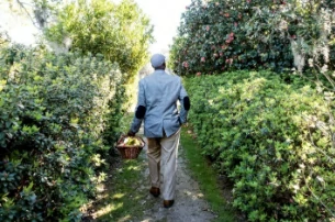 Thirty Ways to Make Your Garden Look Older