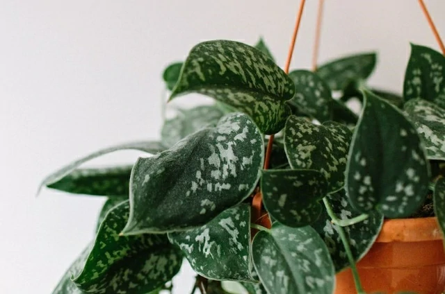 10 best trailing plants to create your own indoor jungle
