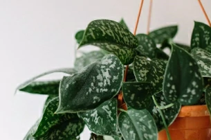 10 best trailing plants to create your own indoor jungle
