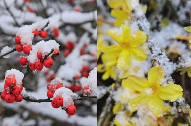 15 Colorful and Hardy Plants for a Vibrant Winter Garden