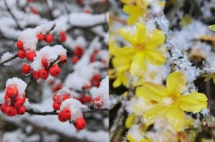 15 Colorful and Hardy Plants for a Vibrant Winter Garden