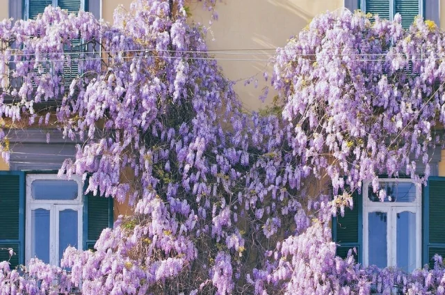 The 16 Prettiest Flowering Vines to Add to Your Garden