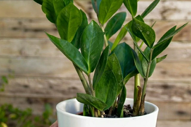 The 12 Best Plants to Make Your Bedroom Feel Like a Cozy Oasis