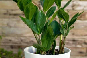 The 12 Best Plants to Make Your Bedroom Feel Like a Cozy Oasis