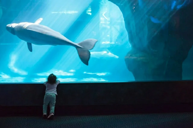 10 Best Aquariums in the US