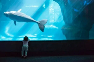 10 Best Aquariums in the US